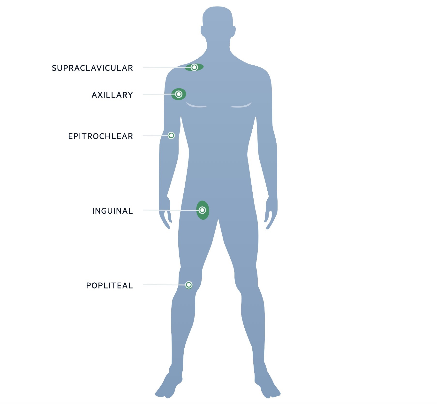 Peripheral lymph node locations