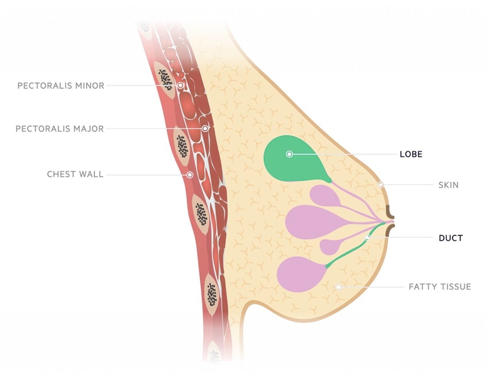 Breast tissue - ducts and lobes