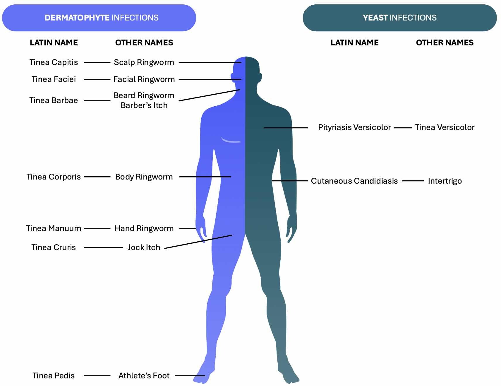 Fungal skin infections